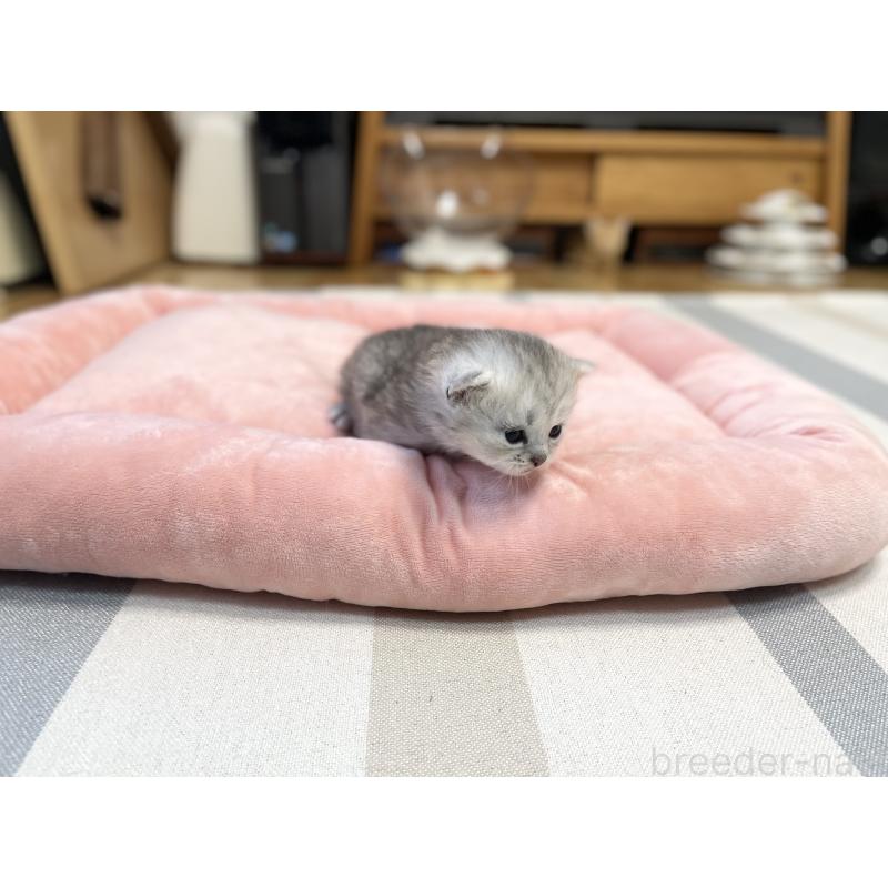 販売中の愛知県のミヌエット-134739の3枚目