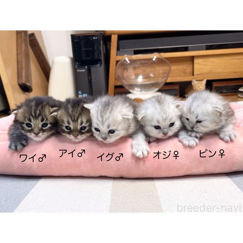 販売中の愛知県のミヌエット-134739の2枚目