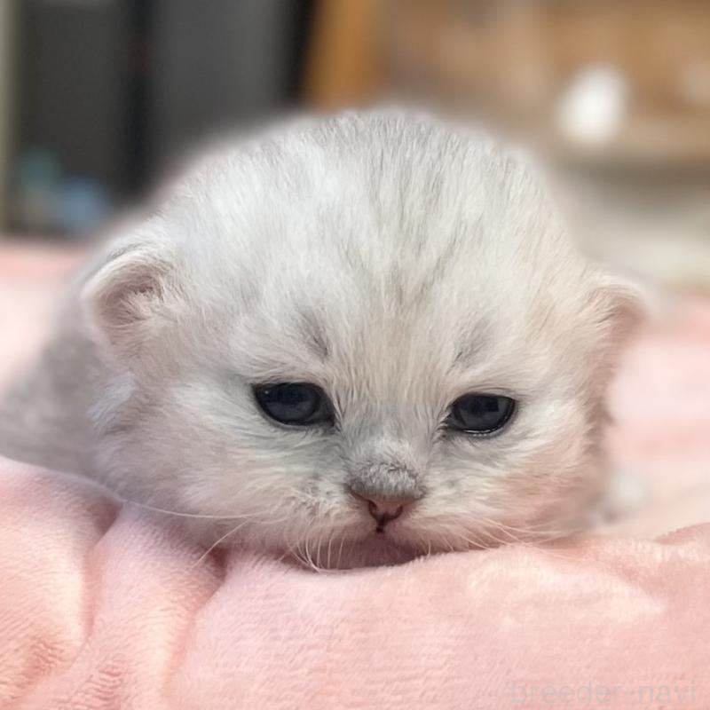 販売中の愛知県のミヌエット-134740