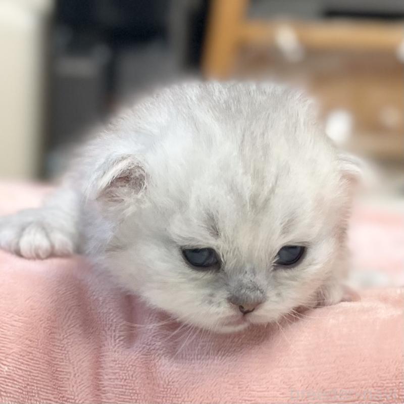 販売中の愛知県のミヌエット-134740の6枚目