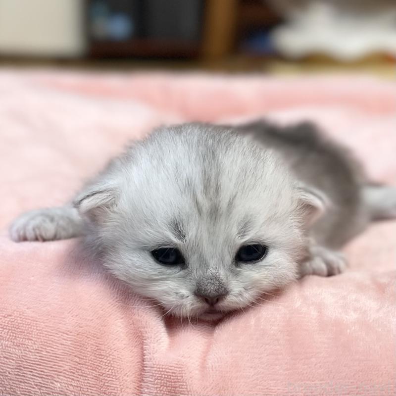 販売中の愛知県のミヌエット-134741