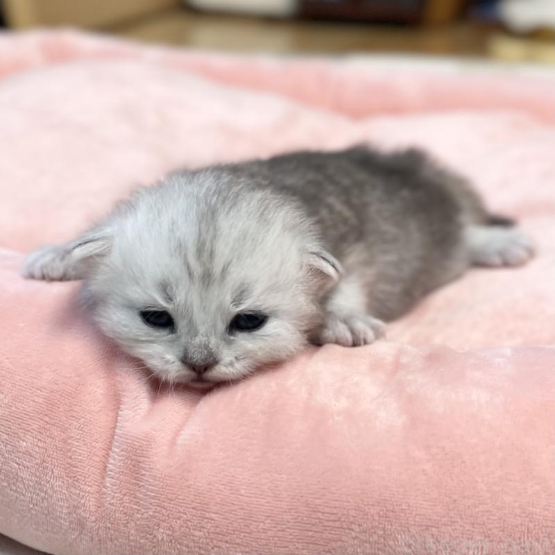 販売中の愛知県のミヌエット-134741の6枚目