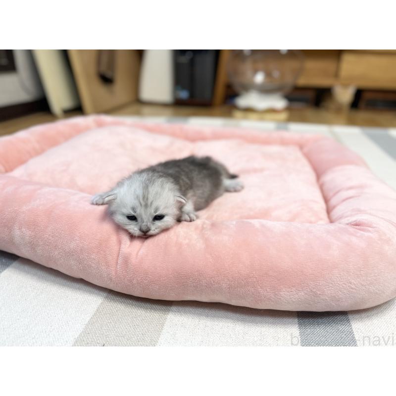 販売中の愛知県のミヌエット-134741の5枚目