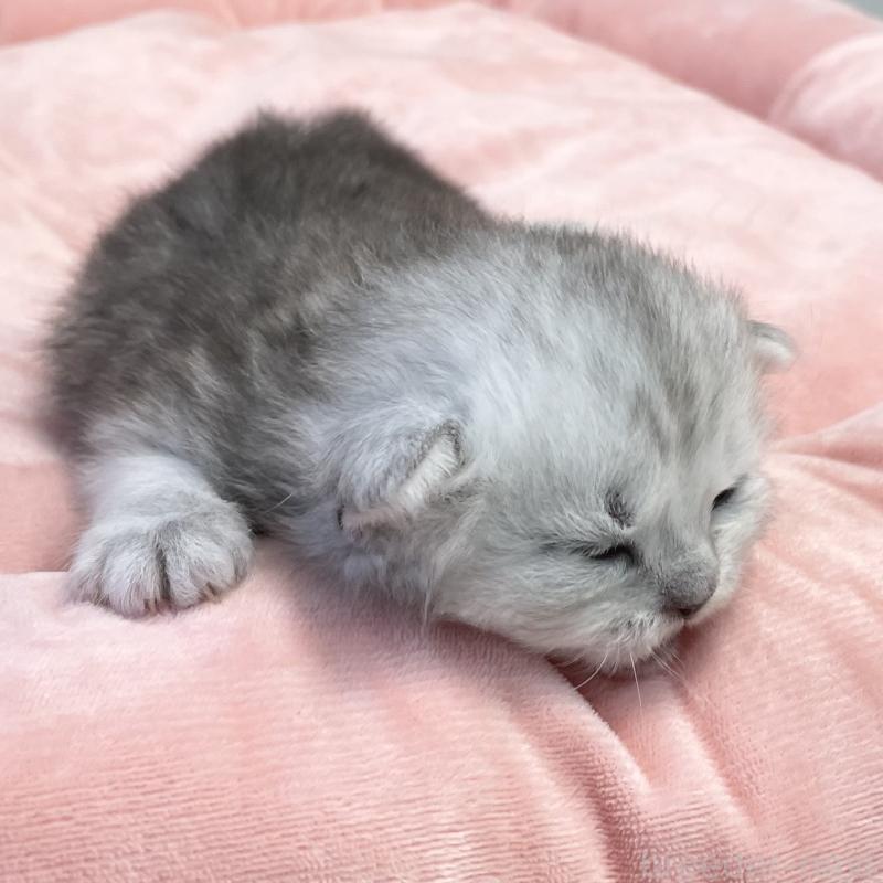 販売中の愛知県のミヌエット-134741の4枚目