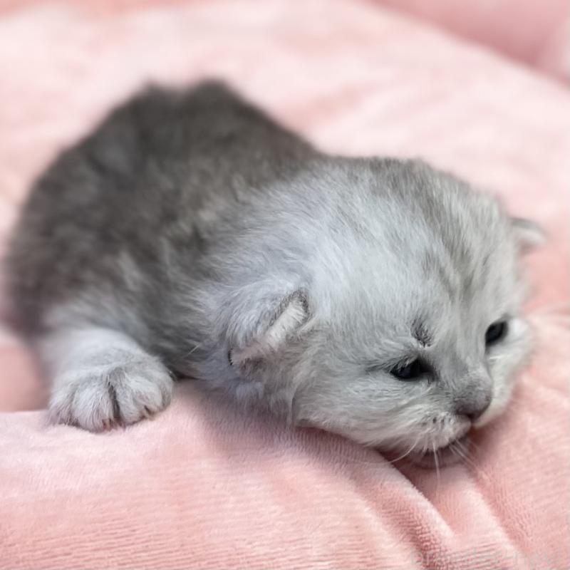 販売中の愛知県のミヌエット-134741の3枚目