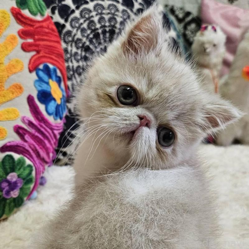 販売中の大阪府のエキゾチックショートヘア-134642の2枚目