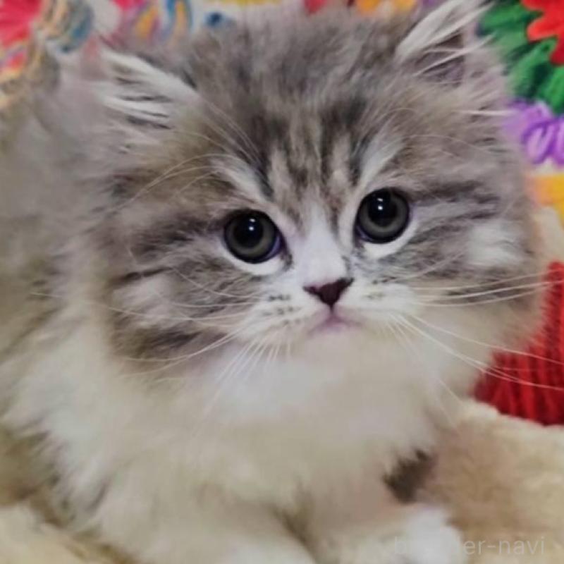 販売中の大阪府のラムキン-134643