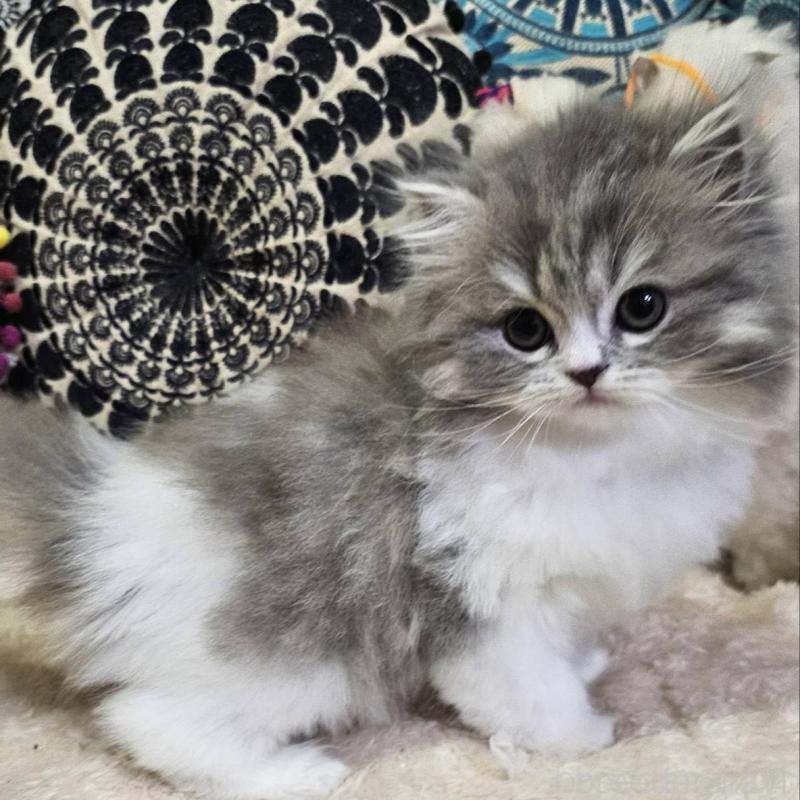 販売中の大阪府のラムキン-134643の4枚目