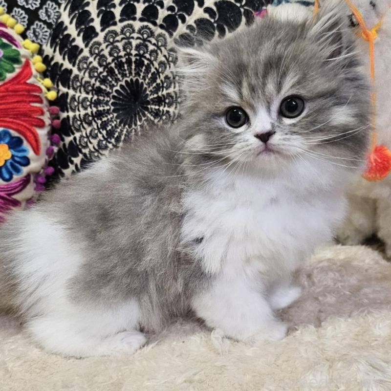 販売中の大阪府のラムキン-134643の3枚目