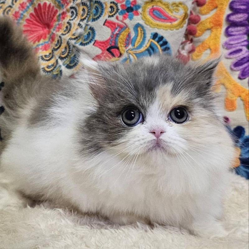 販売中の大阪府のラムキン-134644