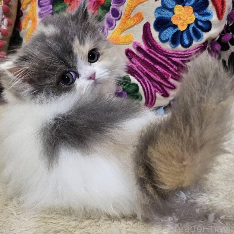 販売中の大阪府のラムキン-134644の6枚目