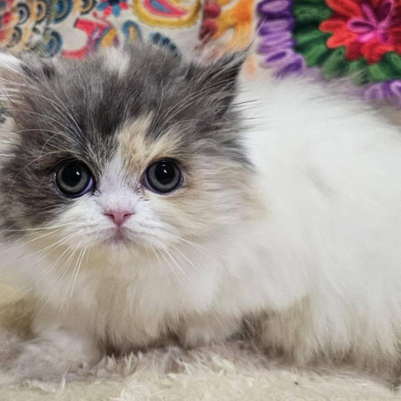 販売中の大阪府のラムキン-134644の5枚目