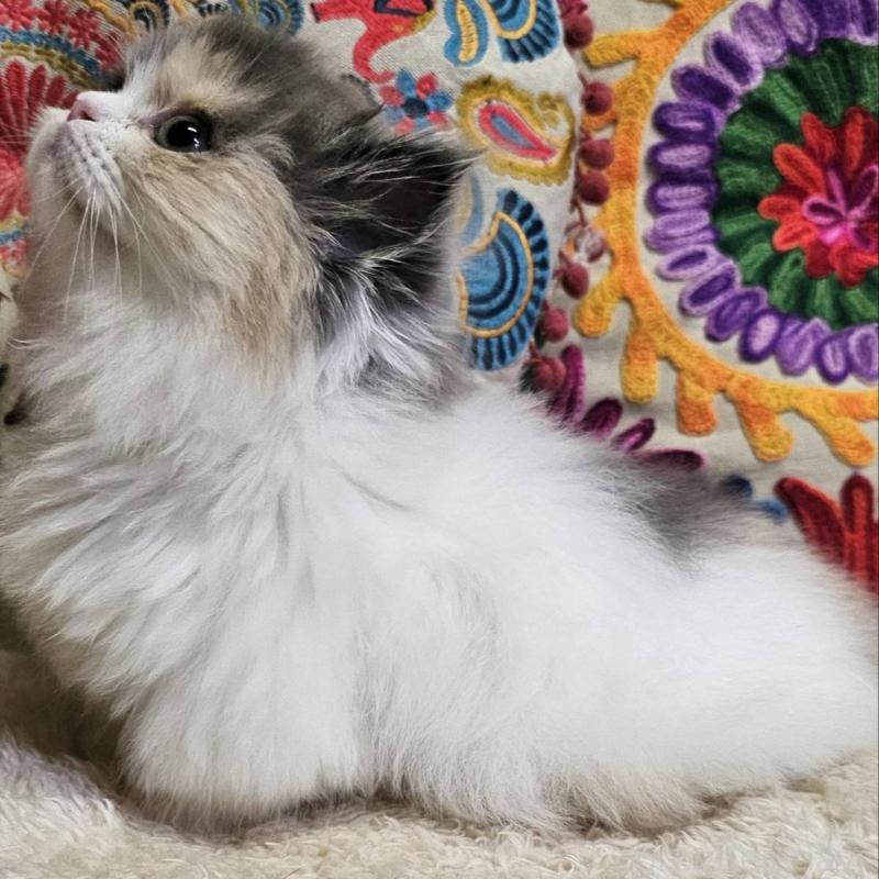 販売中の大阪府のラムキン-134644の4枚目