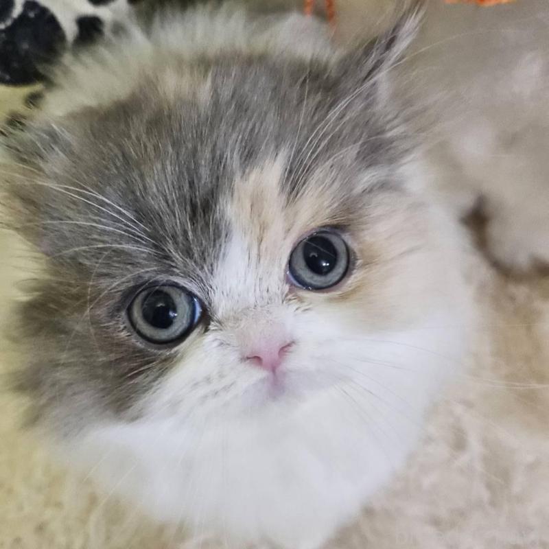 販売中の大阪府のラムキン-134644の3枚目