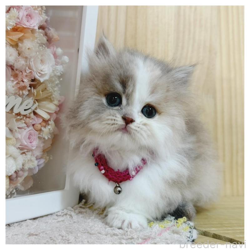 販売中の長野県のミヌエット(短足)-134645