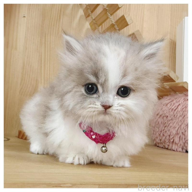 販売中の長野県のミヌエット(短足)-134645の5枚目