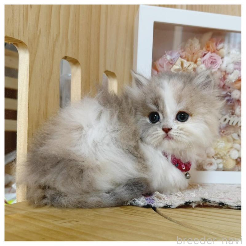 販売中の長野県のミヌエット(短足)-134645の4枚目