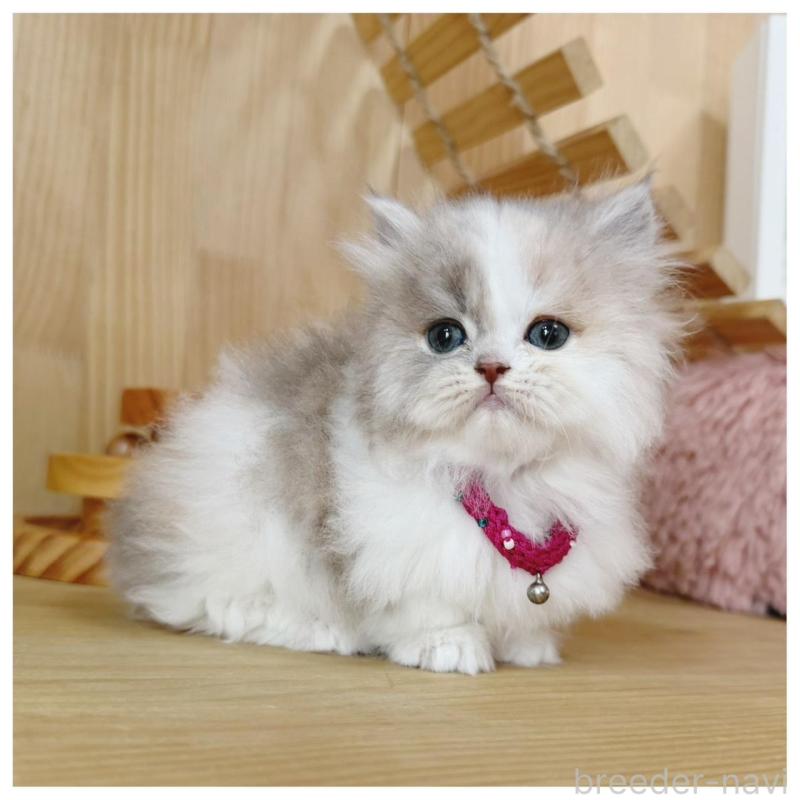 販売中の長野県のミヌエット(短足)-134645の3枚目