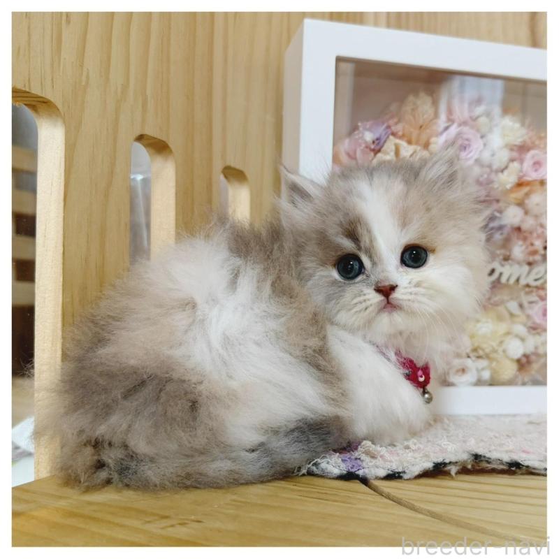 販売中の長野県のミヌエット(短足)-134645の2枚目