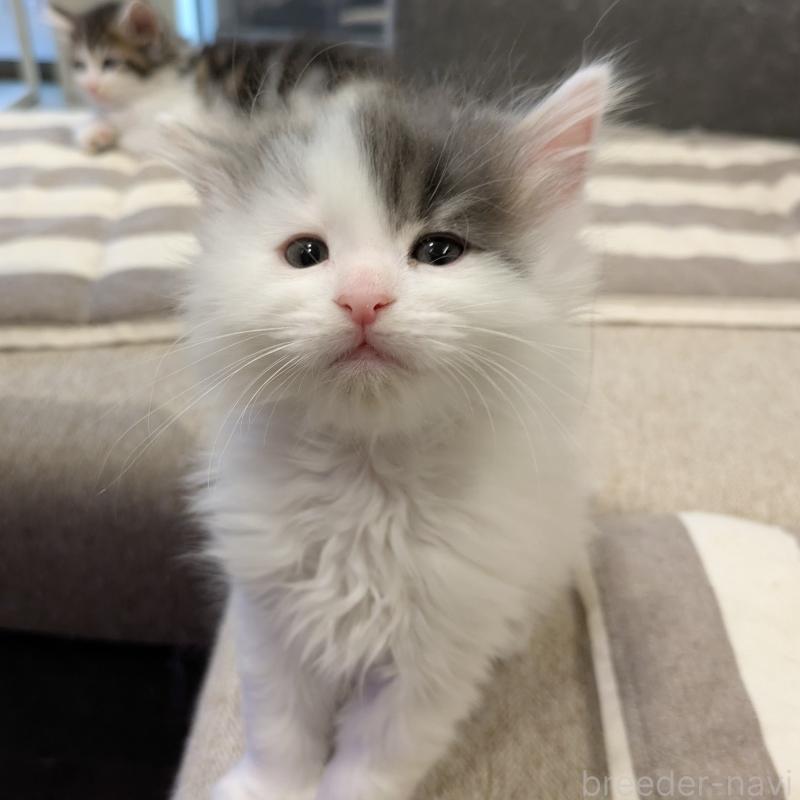 販売中の埼玉県のノルウェージャンフォレストキャット-134157の13枚目