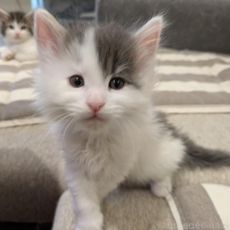 販売中の埼玉県のノルウェージャンフォレストキャット-134157の12枚目