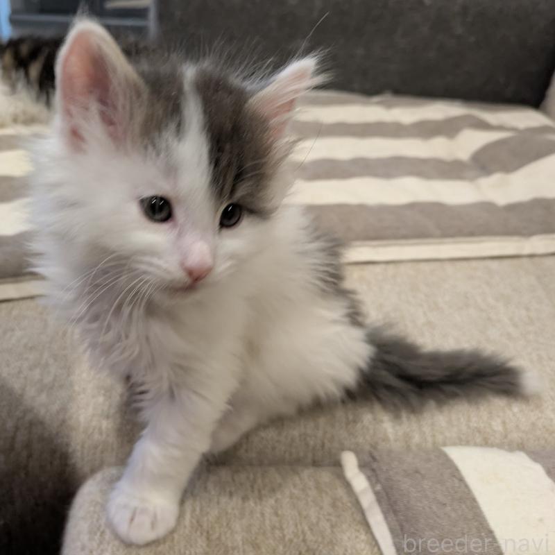 販売中の埼玉県のノルウェージャンフォレストキャット-134157の11枚目