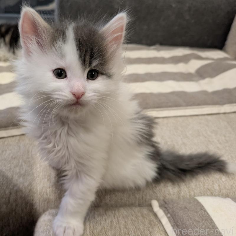 販売中の埼玉県のノルウェージャンフォレストキャット-134157の10枚目