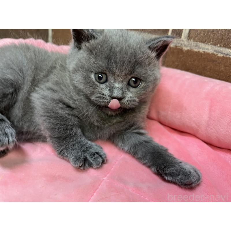 販売中の東京都のブリティッシュショートヘア-134646の13枚目