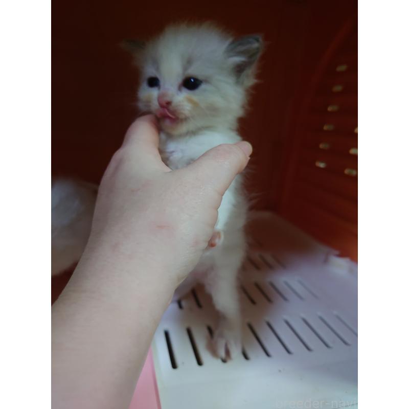 販売中の兵庫県のラグドール-134555の3枚目