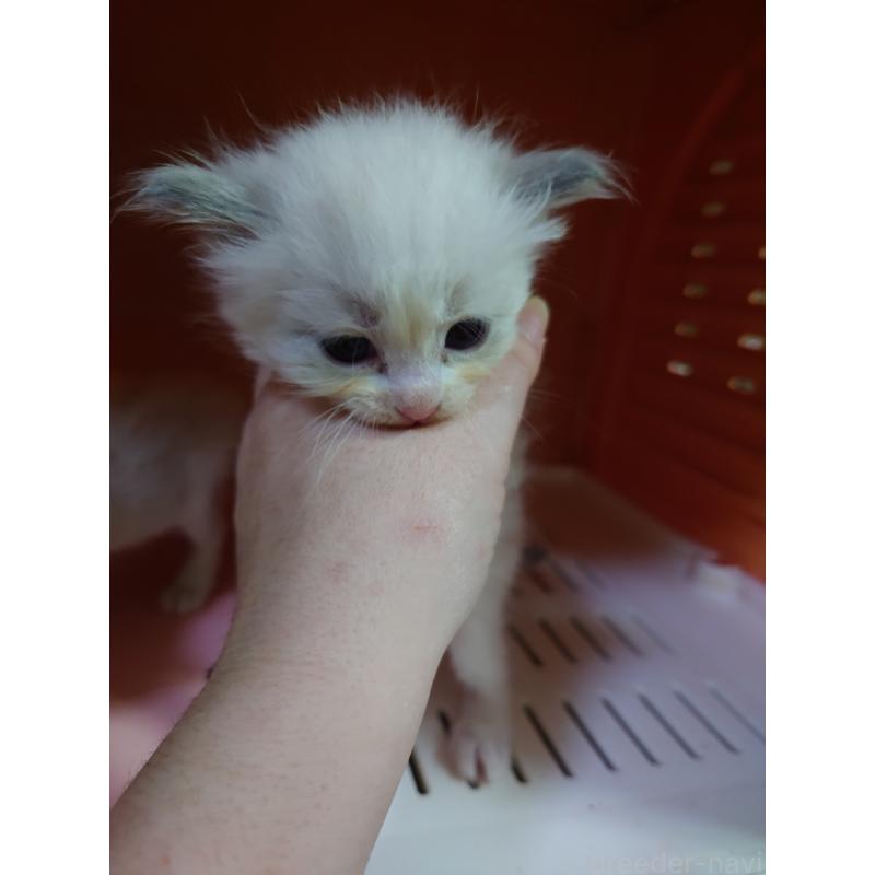 販売中の兵庫県のラグドール-134555の2枚目