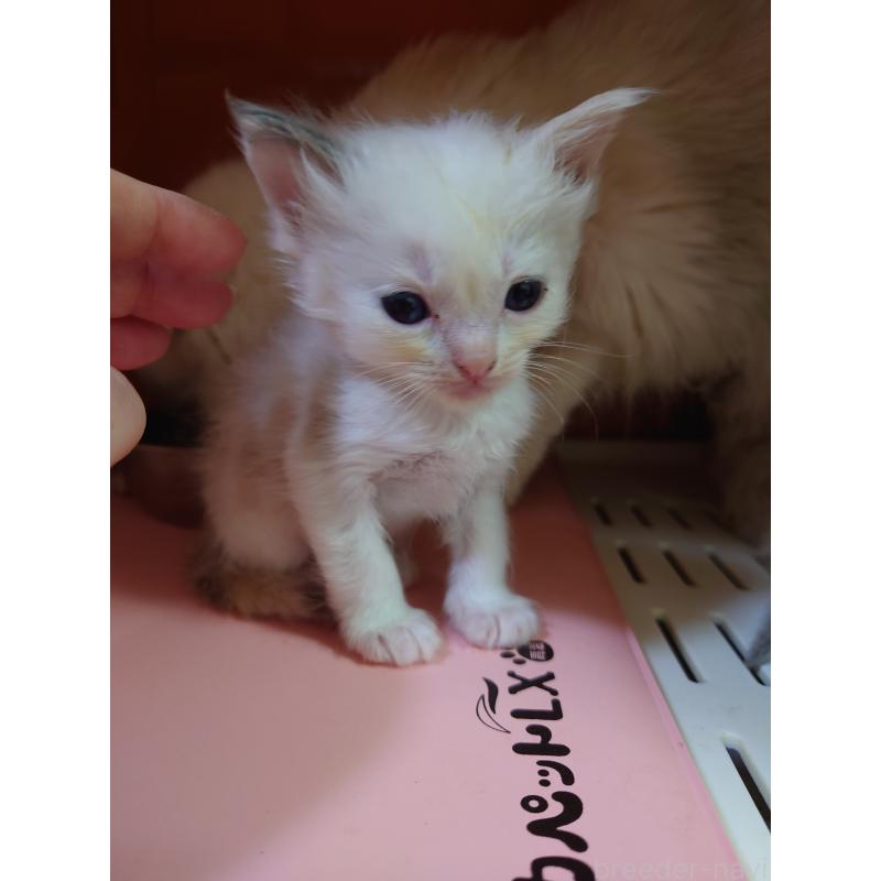 販売中の兵庫県のラグドール-134742の3枚目