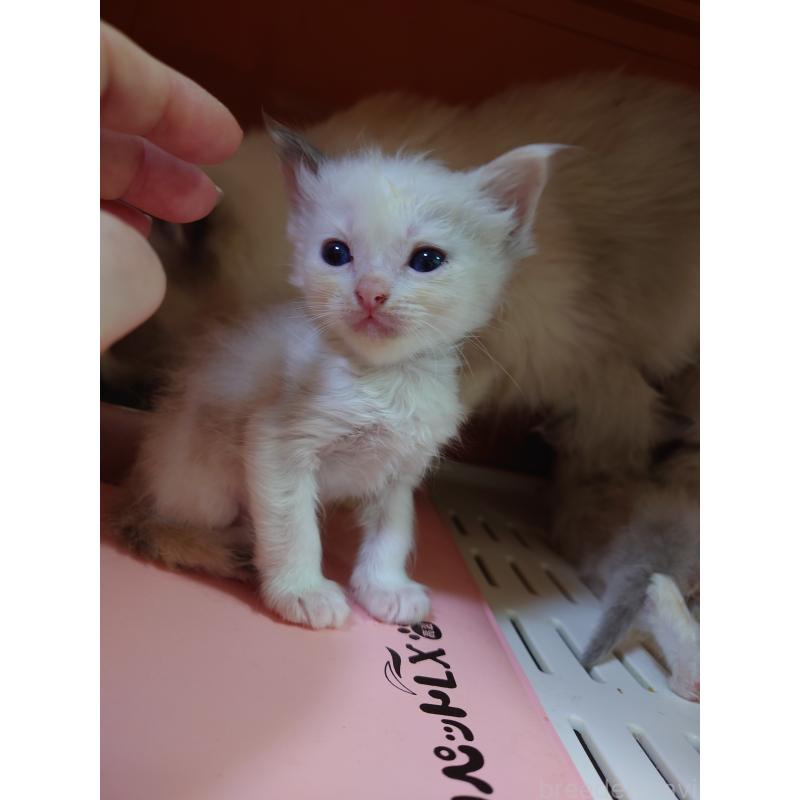 販売中の兵庫県のラグドール-134742の2枚目