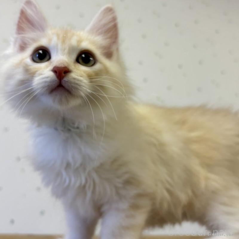 販売中の千葉県のサイベリアン-134753の3枚目