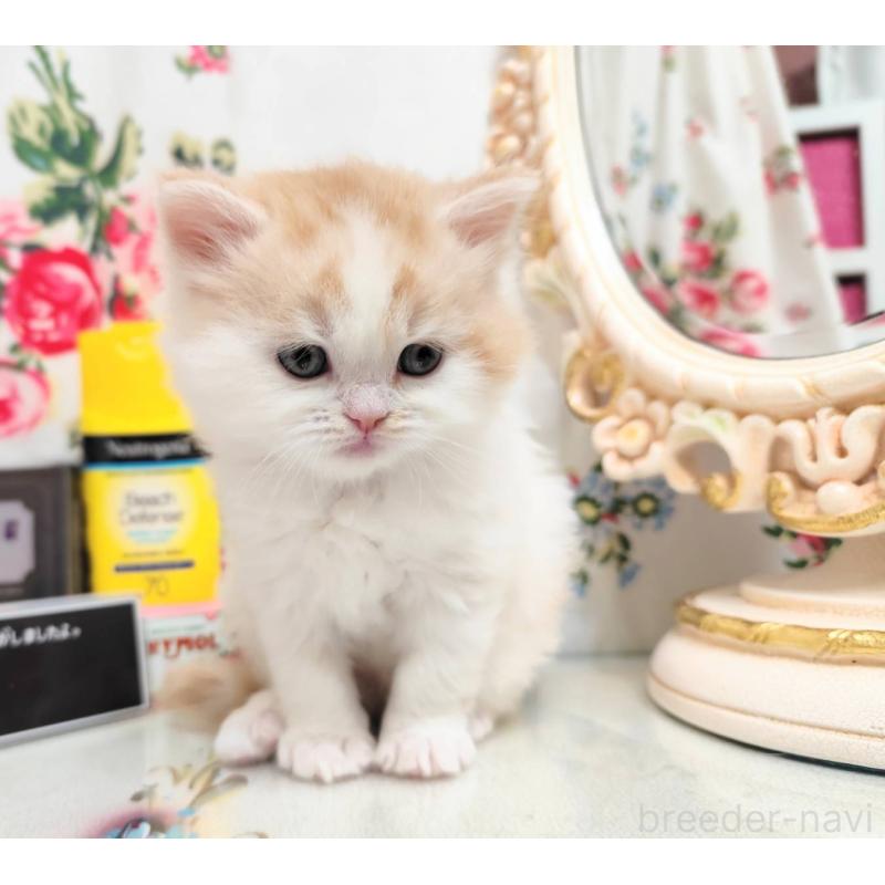 販売中の茨城県のスコティッシュフォールド-134754の3枚目