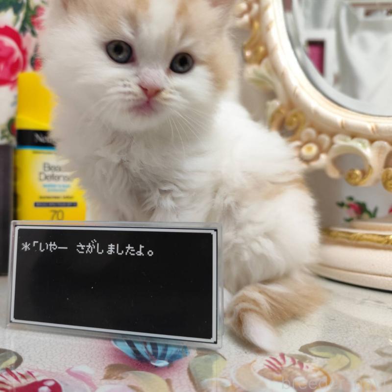 販売中の茨城県のスコティッシュフォールド-134754の2枚目