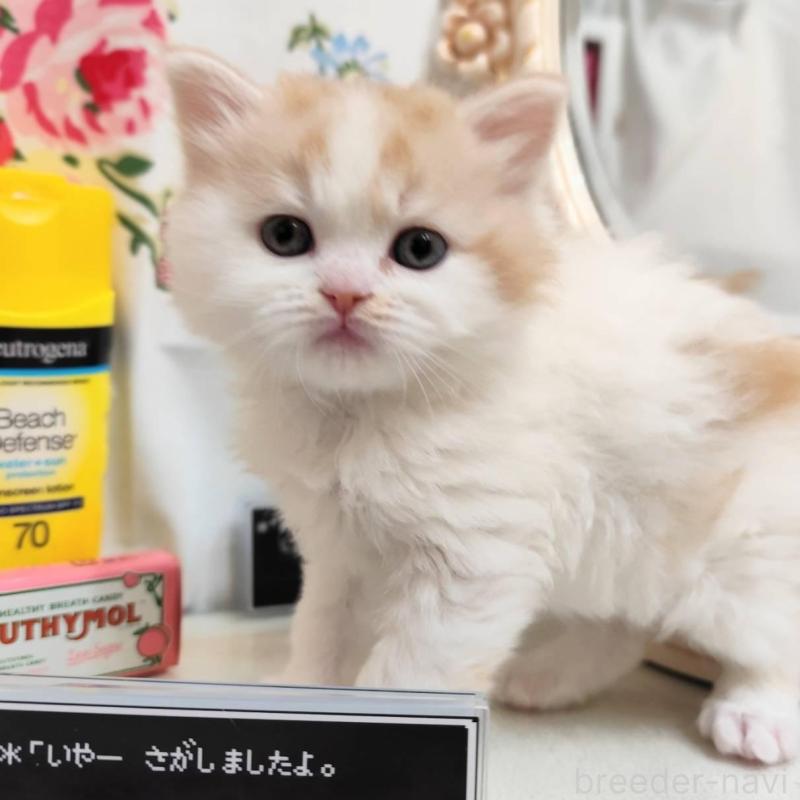 販売中の茨城県のスコティッシュフォールド-134754