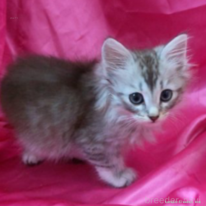 販売中の千葉県のサイベリアン-134755の3枚目