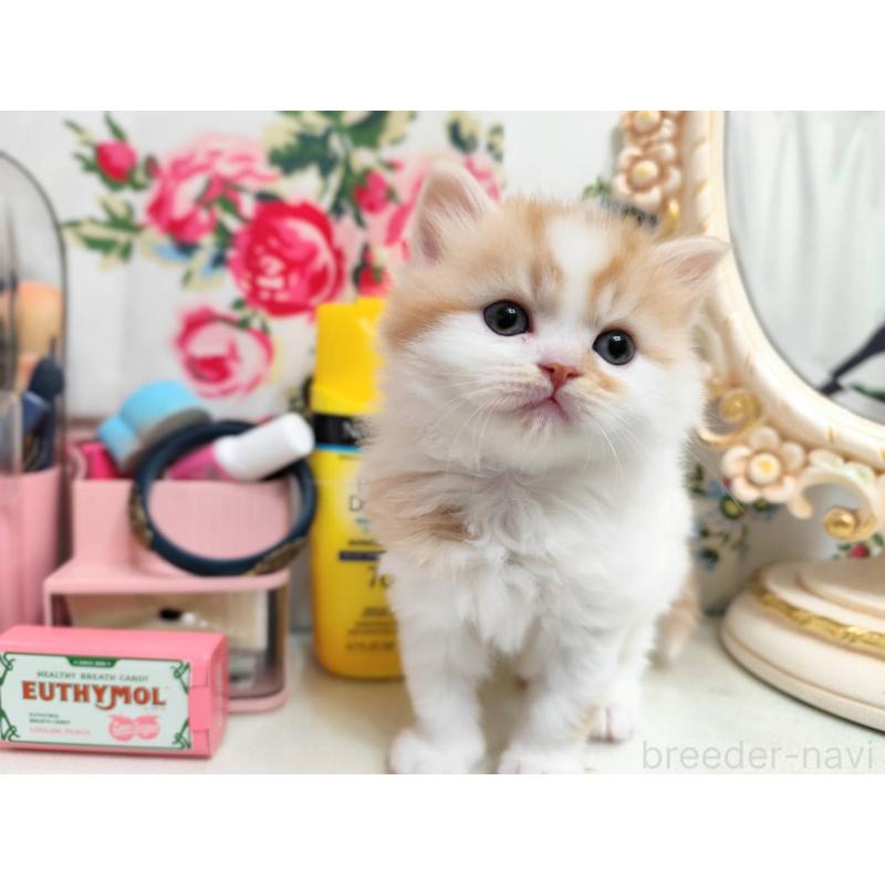 販売中の茨城県のスコティッシュフォールド-134756の3枚目