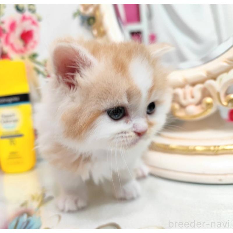 販売中の茨城県のスコティッシュフォールド-134756の2枚目