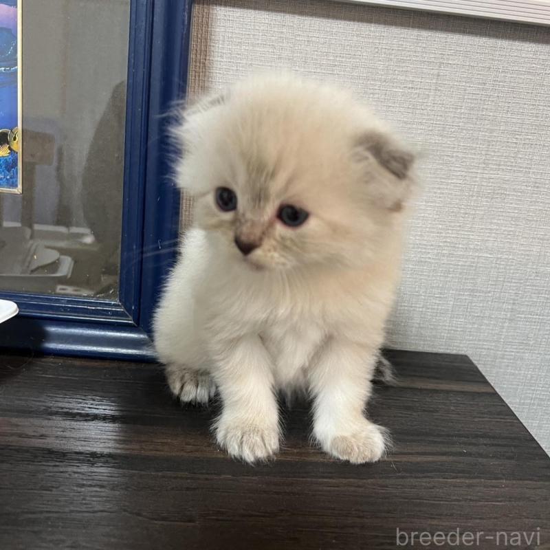 販売中の埼玉県のミヌエット-134757の4枚目