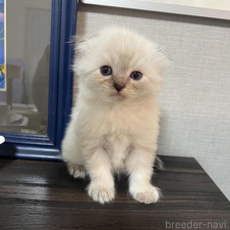 販売中の埼玉県のミヌエット-134757の3枚目