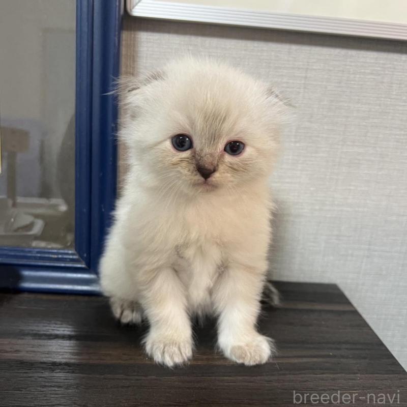 販売中の埼玉県のミヌエット-134757