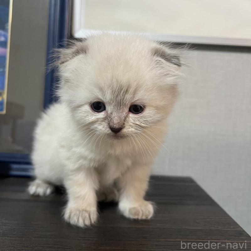 販売中の埼玉県のミヌエット-134757の2枚目