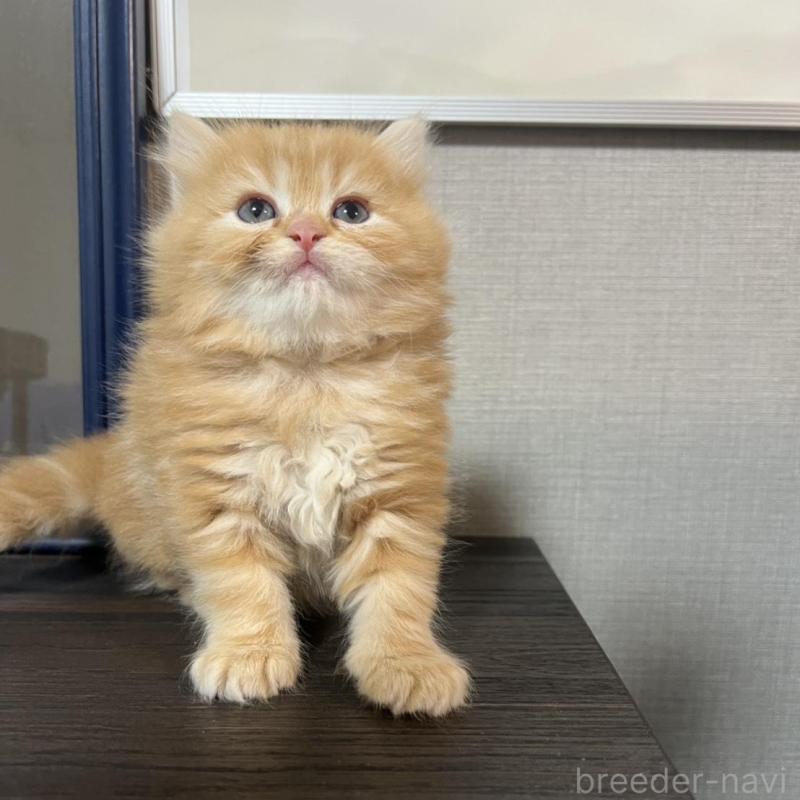 販売中の埼玉県のミヌエット-134758の5枚目