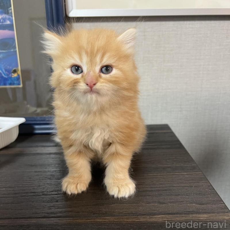 販売中の埼玉県のミヌエット-134758の4枚目