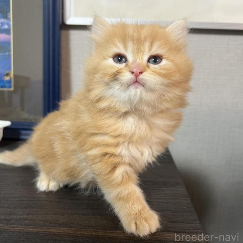 販売中の埼玉県のミヌエット-134758の2枚目