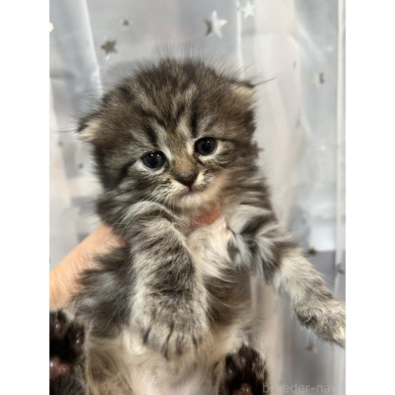 販売中の埼玉県のミヌエット-134759の4枚目