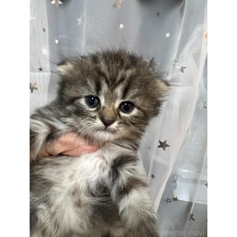 販売中の埼玉県のミヌエット-134759の3枚目