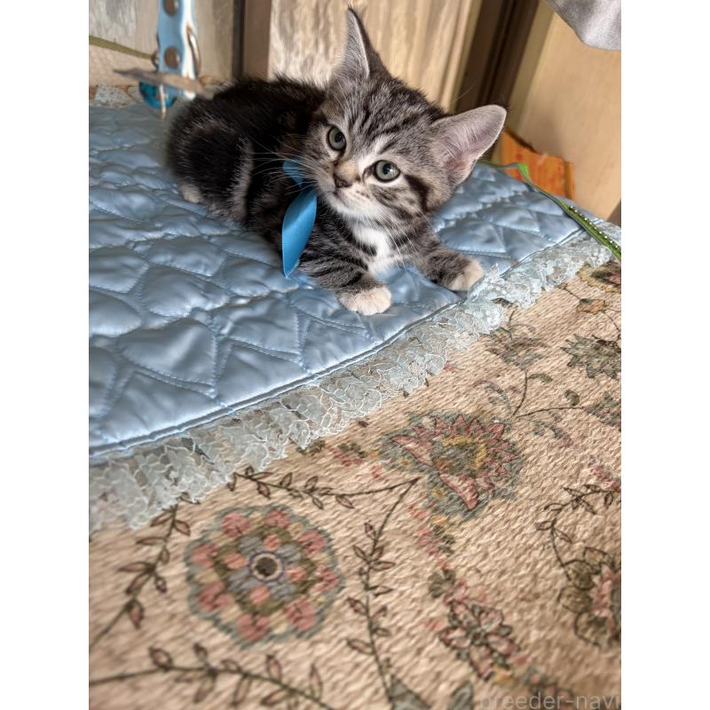 販売中の神奈川県のスコティッシュフォールド-134199の33枚目