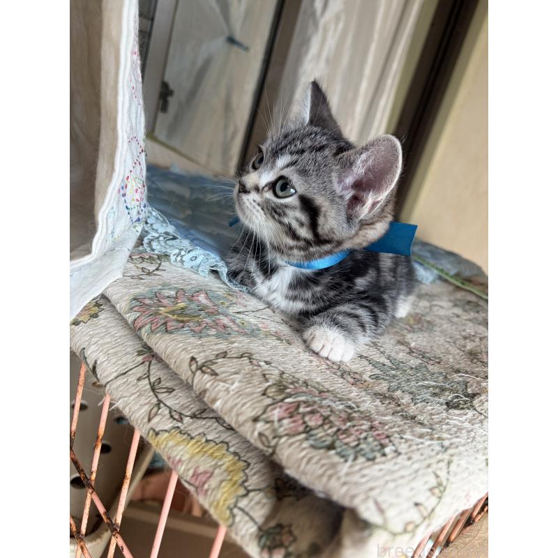 販売中の神奈川県のスコティッシュフォールド-134199の32枚目